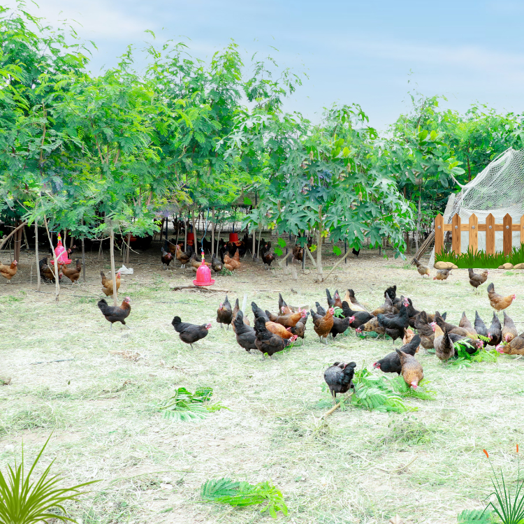 Untitled design (24) (1).png